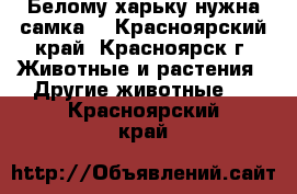 Белому харьку нужна самка  - Красноярский край, Красноярск г. Животные и растения » Другие животные   . Красноярский край